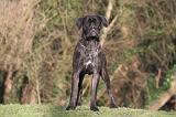 CANE CORSO 1371